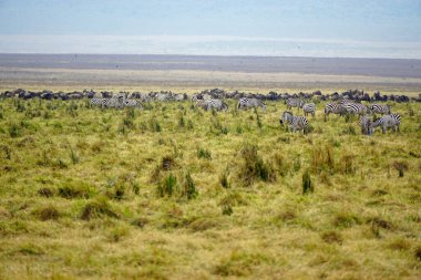 Serengeti ovasında zebra ve vahşi hayvan sürüsü
