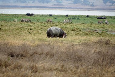 huge hippo in the serengeti park in tanzania clipart