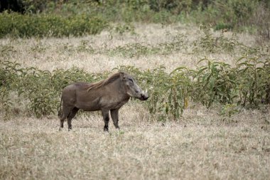 Tanzanya 'daki Serengeti ovasında yaban domuzu