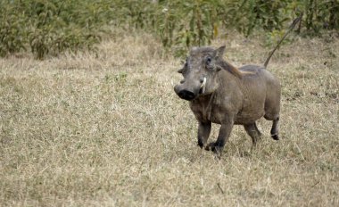 Tanzanya 'daki Serengeti ovasında yaban domuzu