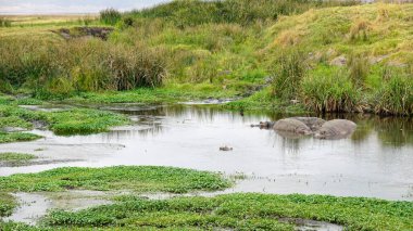 Bir grup hipopotam Tanzanya 'daki Serengeti' de bir gölette