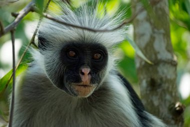 Zanzibar kırmızı kolobus maymunu (Piliocolobus kirkii)