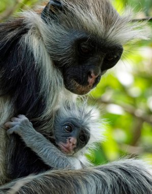 Zanzibar kırmızı kolobus maymunu (Piliocolobus kirkii)