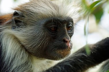 Zanzibar kırmızı kolobus maymunu (Piliocolobus kirkii)