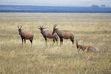 Serengeti topraklarında Topi antilop sürüsü