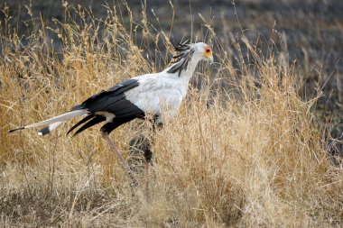 Tanzanya 'daki Serengeti Ulusal Parkı' nda sekreter kuş.