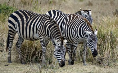 Zebra Tanzanya 'daki Serengeti Parkı' nda