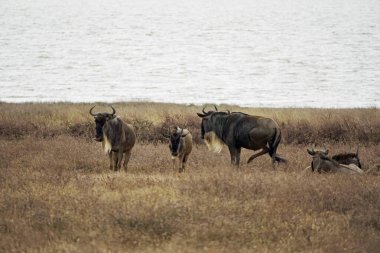 wildebeast in the serengeti in tanzania clipart