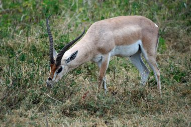 Tanzanya 'daki Serengeti parkına ceylan yerleştirin.