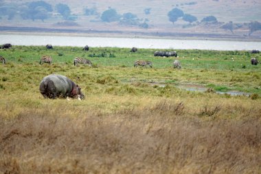 Tanzanya 'daki Serengeti parkında büyük bir su aygırı.