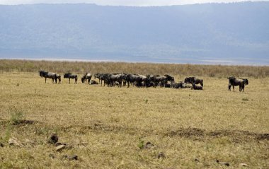 Tanzanya 'daki Serengeti' de vahşi hayvan