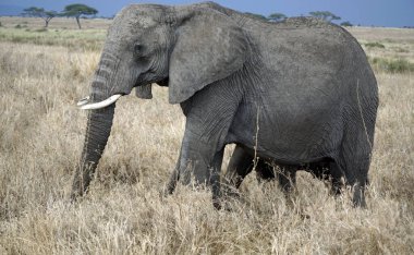 Tanzanya 'daki Serengeti parkında yaşayan vahşi bir fil.