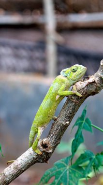 Afrika 'daki Zanzibar adasında renkli bir bukalemun.