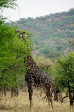 Tanzanya 'daki Serengeti parkında zürafa