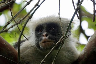 Zanzibar kırmızı kolobus maymunu (Piliocolobus kirkii)