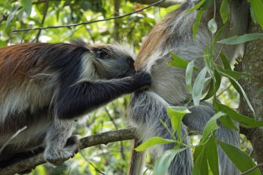 zanzibar red colobus monkey (Piliocolobus kirkii) clipart