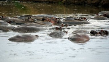 Bir grup hipopotam Tanzanya 'daki Serengeti' de bir gölette