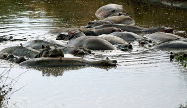 Bir grup hipopotam Tanzanya 'daki Serengeti' de bir gölette