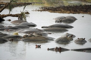 Bir grup hipopotam Tanzanya 'daki Serengeti' de bir gölette