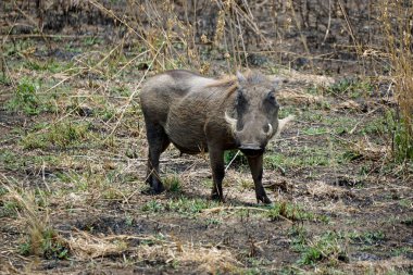 Tanzanya 'daki Serengeti ovasında yaban domuzu
