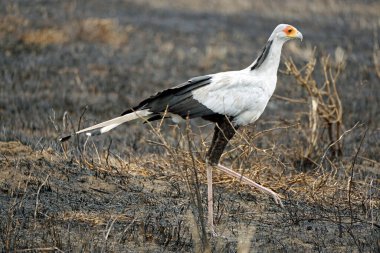 Tanzanya 'daki Serengeti Ulusal Parkı' nda sekreter kuş.