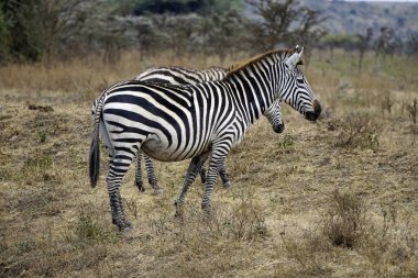 Zebra Tanzanya 'daki Serengeti Parkı' nda