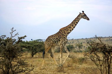 Tanzanya 'daki Serengeti parkında zürafa