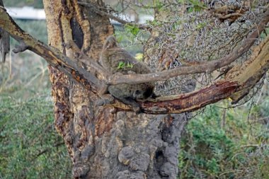 Babun, Serengeti 'de bir ağaçta oturuyor. 