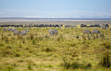 Serengeti ovasında zebra ve vahşi hayvan sürüsü