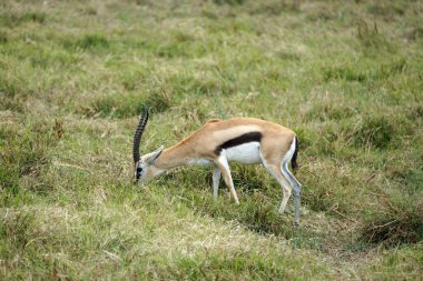 thomsons gazelle in the serengeti in tanzania clipart