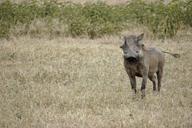 Tanzanya 'daki Serengeti ovasında yaban domuzu
