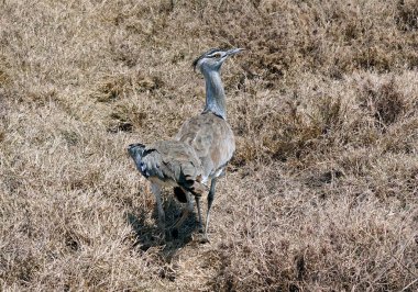 Tanzanya 'daki Serengeti Parkı' nda harika bir adam.