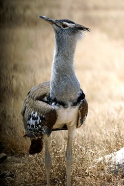 Tanzanya 'daki Serengeti Parkı' nda harika bir adam.