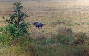 Serengeti 'nin bozkırında kocaman bir gergedan