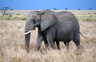 Tanzanya 'daki Serengeti parkında yaşayan vahşi bir fil.