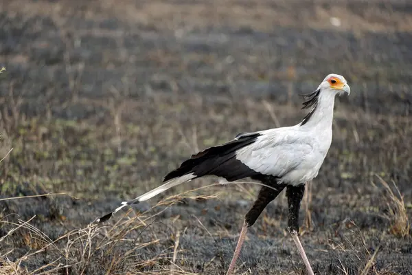 Tanzanya 'daki Serengeti Ulusal Parkı' nda sekreter kuş.