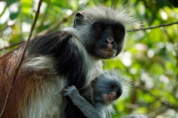 Zanzibar kırmızı kolobus maymunu (Piliocolobus kirkii)