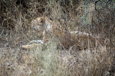Erkek ve dişi aslan serengeti 'nin bozkırlarında yatıyor.