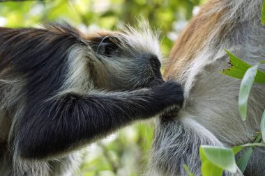 Zanzibar kırmızı kolobus maymunu (Piliocolobus kirkii)