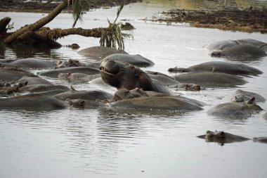 group of hippos at a pond in the serengeti in tanzania clipart