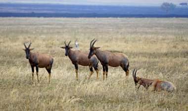 Serengeti topraklarında Topi antilop sürüsü