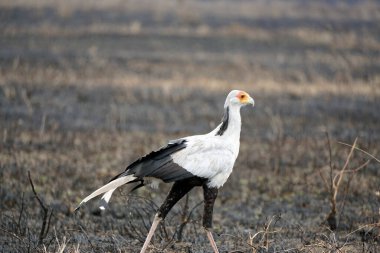 Tanzanya 'daki Serengeti Ulusal Parkı' nda sekreter kuş.