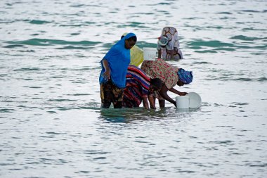 Nungwi, Zanzibar - Ekim 2024: Sular çekildiğinde okyanustan deniz ürünleri toplayan kadın