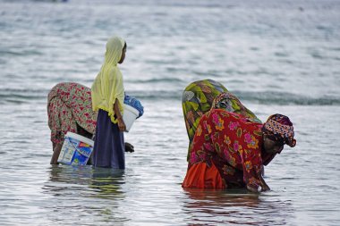 Nungwi, Zanzibar - Ekim 2024: Sular çekildiğinde okyanustan deniz ürünleri toplayan kadın