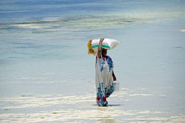 Jambiani, Zanzibar - Ekim 2024: Sular çekildiği sırada deniz yosunu toplayan kadın