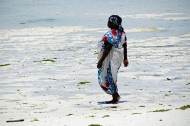 Jambiani, Zanzibar - Ekim 2024: Sular çekildiği sırada deniz yosunu toplayan kadın