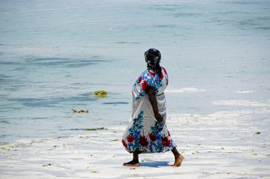 Jambiani, Zanzibar - Ekim 2024: Sular çekildiği sırada deniz yosunu toplayan kadın