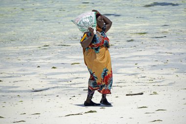 Jambiani, Zanzibar - Ekim 2024: Sular çekildiği sırada deniz yosunu toplayan kadın