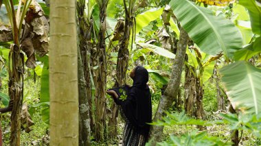 Kinyasini, Zanzibar - Ekim 2024: sakinler meyve hasadı için ağaca tırmanıyorlar