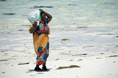 Jambiani, Zanzibar - Ekim 2024: Sular çekildiği sırada deniz yosunu toplayan kadın